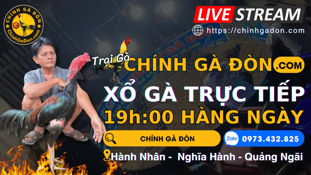 Video xem lại ngày 17/10 – Chính Gà Đòn – Quảng Ngãi